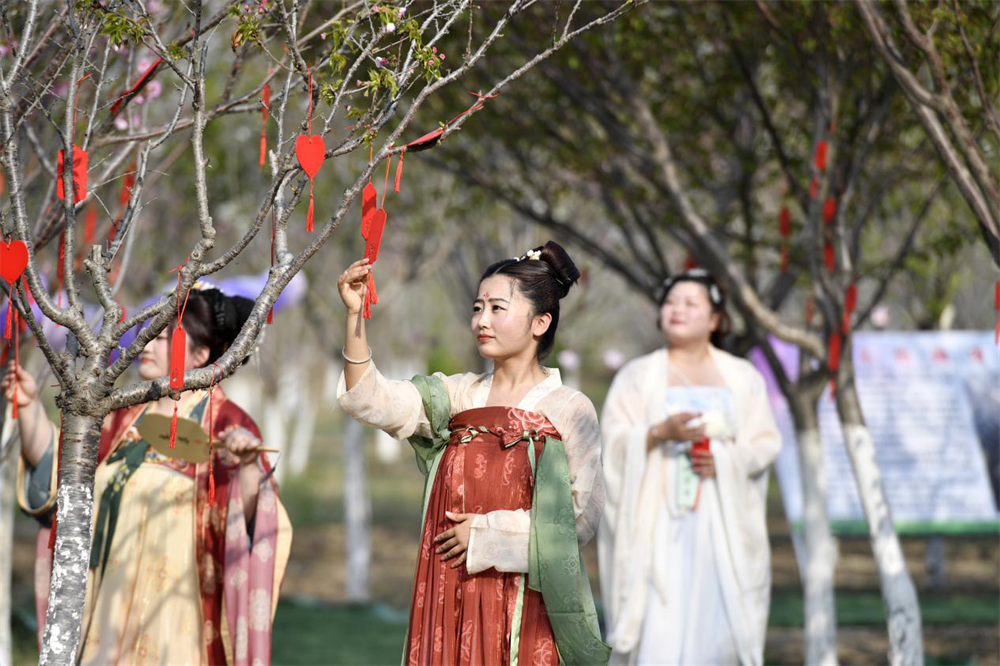 在文安县孙氏镇绿海天成万亩林果基地，游客们在樱花园里赏花游玩。王晖摄